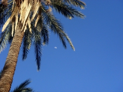 The moon and a palm tree