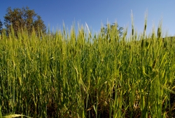 Fields of wheat are everywhere
