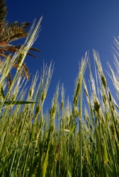 Wheat growing in Tagmoute