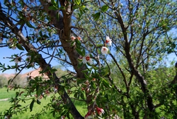 Almond tree in blossom