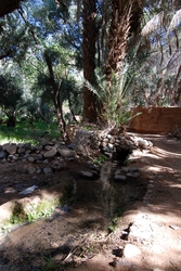 Walking through the oasis in Tagmoute