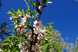 Beautiful almond blossoms