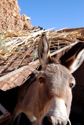 Hello! Can I give you a kiss?