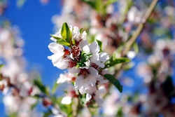 Almond blossom close-up