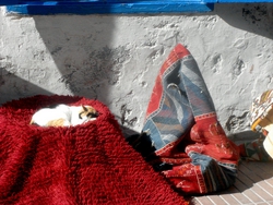 A cat napping among carpets in Essaouira