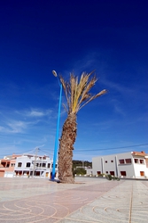 A palm tree in Souira
