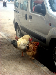 Why do 3 chickens wait for a taxi